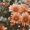 jo_chang17