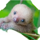 ilikesloth