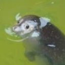 2137