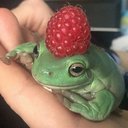 summerfrog