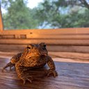 toad_child
