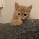 mirah