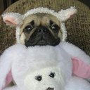 puggie