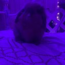 tor_520