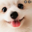 puppiedog