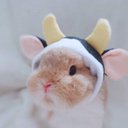 tuquito
