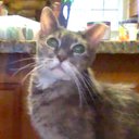 tabbercat