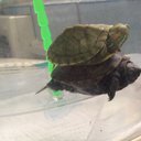 Turtle_bff