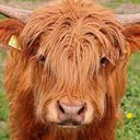 Pudgiecow7