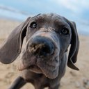 Pupknots