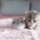 Vivicat
