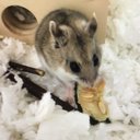 hamstermom