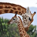 giraffe111