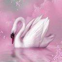 swanlake