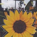 sali_15