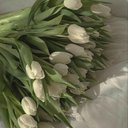 Madiflower
