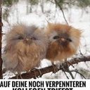 Flauschie