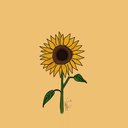 Sunflowr_7