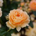 rosewater5