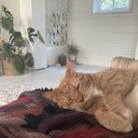 miaw27