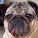 pugknotz