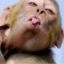 monkeydane
