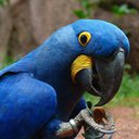 Parrot907