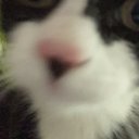 iluvcats09