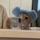 knot-meow
