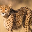 cheetah13