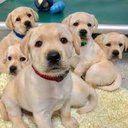 -Dogs2012-