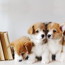 -Pup_2012-