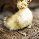 luckduck