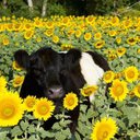 Cowlover26