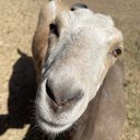 goat_lover