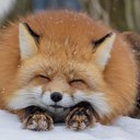 arcticfoxu