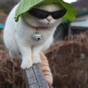CabbageCat