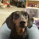 Doxie13