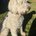 whitedog