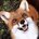 OrangeFox