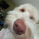 Robinkush