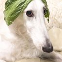 Borzoi80