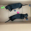 Doxie13