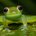 frogqueen