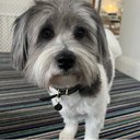 pawpoor
