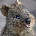 Aussie_Izz