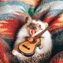 hedgehog__