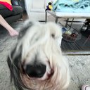 sophia_ps