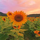 Georgia_37