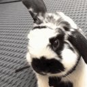 Junipurr